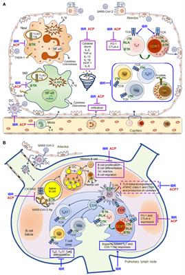 Clinical Trials of the BTK Inhibitors Ibrutinib and Acalabrutinib in Human Diseases Beyond B Cell Malignancies